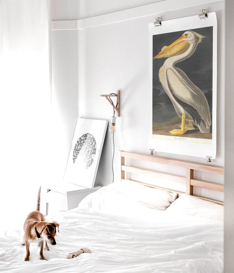 Audubon amerikansk vit pelikantryck: Vintage fågelillustration bild 2