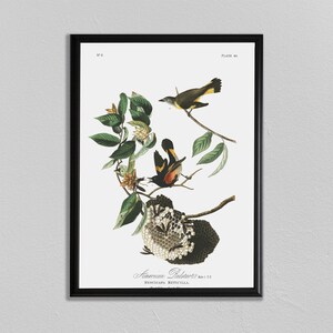 John Audubon Print, American Redstart, John James Audubon, Audubon Prints, Dining Room Art, Living Room Art, Kitchen Art Decor