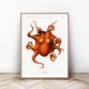 Octopus Print, Vintage Octopus Print, Nautical Print, Vintage Nautical Print, Octopus Wall Art, Kraken Wall Art, Scientific Art Print