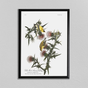John Audubon Print, American Goldfinch, John James Audubon, Audubon Prints. Dining Room Art, Living Room Art, Kitchen Art Decor