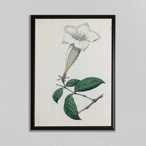 Botanical Prints, Vintage Flower Print, Icones plantarum rariorum, Home Decor, Wall Art, Plants, affiche de la plante