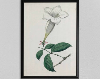 Vintage botanische print: Icones plantarum, bloemenmuurkunst