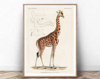 Lámina artística de jirafa de Georges Cuvier: ilustración vintage de animales africanos