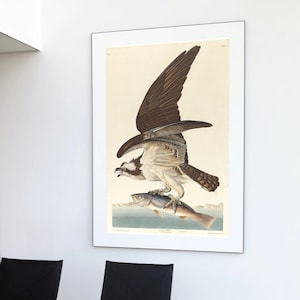 Impresión de pájaro Audobon, Arte de Osprey, Cartel de pájaro, Impresión de animales vintage, Pintura de pájaro antiguo, John James Audubon, Cartel de animales