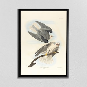 Impresión de pájaro Audobon, Arte halcón, Cartel de pájaro, Impresión de animales vintage, Pintura de pájaro antiguo, John James Audubon, cartel de animales