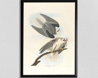 Stampa Audubon Falcon: poster d'arte vintage con uccelli
