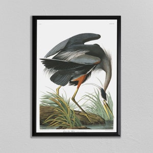 John Audubon Print, Great Blue Heron, John James Audubon, Audubon Prints, Dining Room Art, Living Room Art, Kitchen Art Decor