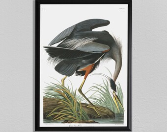 John Audubon Print, Gran Garza Azul, John James Audubon, Audubon Prints, Comedor Arte, Sala de Arte, Decoración de Arte de Cocina