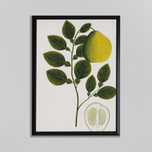 Botanische Drucke, Vintage Blumendruck, Zitronenpflanze, Home Decor, Wandkunst, Pflanzen, affiche de la plante