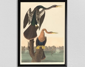 Stampa Audubon Black-Bellied Darter: dipinto di uccelli d'epoca
