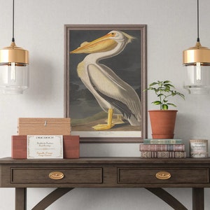 Audubon amerikansk vit pelikantryck: Vintage fågelillustration bild 3