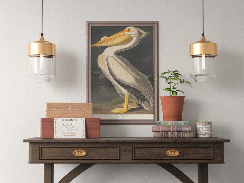 Audubon amerikansk vit pelikantryck: Vintage fågelillustration bild 3
