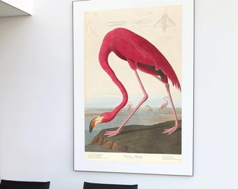 May include: A vintage illustration of a pink American Flamingo standing on a rock with its head bent down. The illustration is in a white frame.