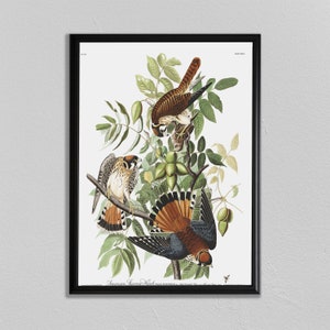 John Audubon Print, American Sparrow Hawk, John James Audubon, Audubon Prints, Dining Room Art, Living Room Art, Kitchen Art Decor