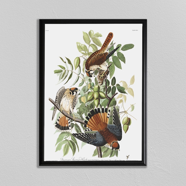 John Audubon Print, American Sparrow Hawk, John James Audubon, Audubon Prints, Eetkamer kunst, woonkamer kunst, keuken kunst Decor