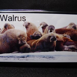 Elongated / Pressed Penny Souvenir Book / Album - Walrus