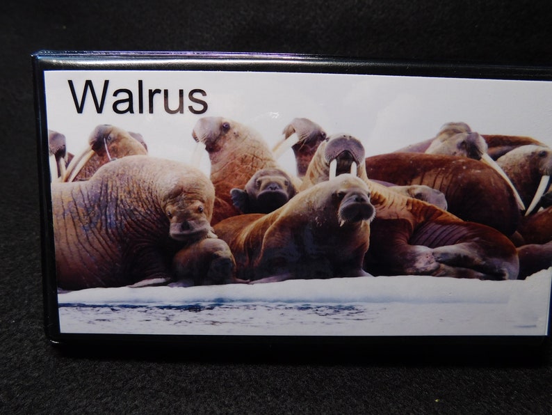 Elongated  Pressed Penny Souvenir Book  Album Walrus