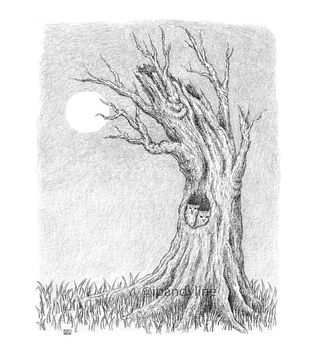 Owls in Tree Nest, Print of Artwork From Pencil Drawing for Wall Art, Home Decor Etsy