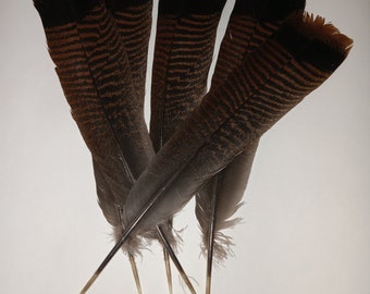 turkey tail feathers