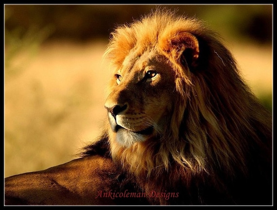Counted Cross Stitch Kits Chart Needlework Crafts DIY Portrait of Lion