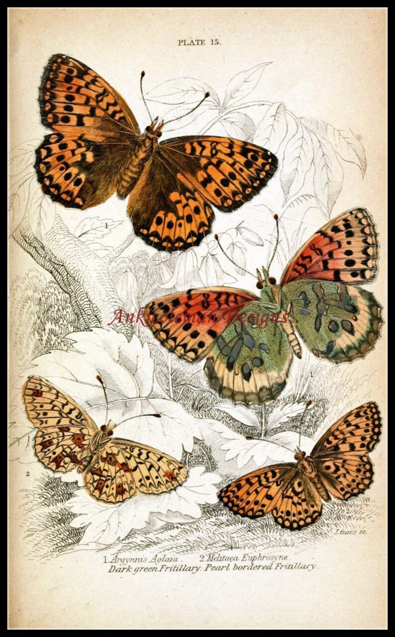 Four Butterflies Counted Cross Stitch Patterns Printable - Etsy