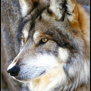 Wolf Watch - Getelde kruissteekpatronen - Afdrukbare grafiek PDF-formaat Handwerken Borduren Ambachten DIY DMC-kleur
