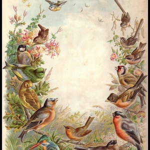 Britse vogels - Getelde kruissteekpatronen - Afdrukbare grafiek PDF-formaat Handwerken Borduren Ambachten DIY DMC-kleur