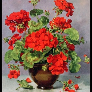 May include: A bouquet of bright red geraniums in a brown ceramic pot. The flowers are in full bloom and have lush green foliage.
