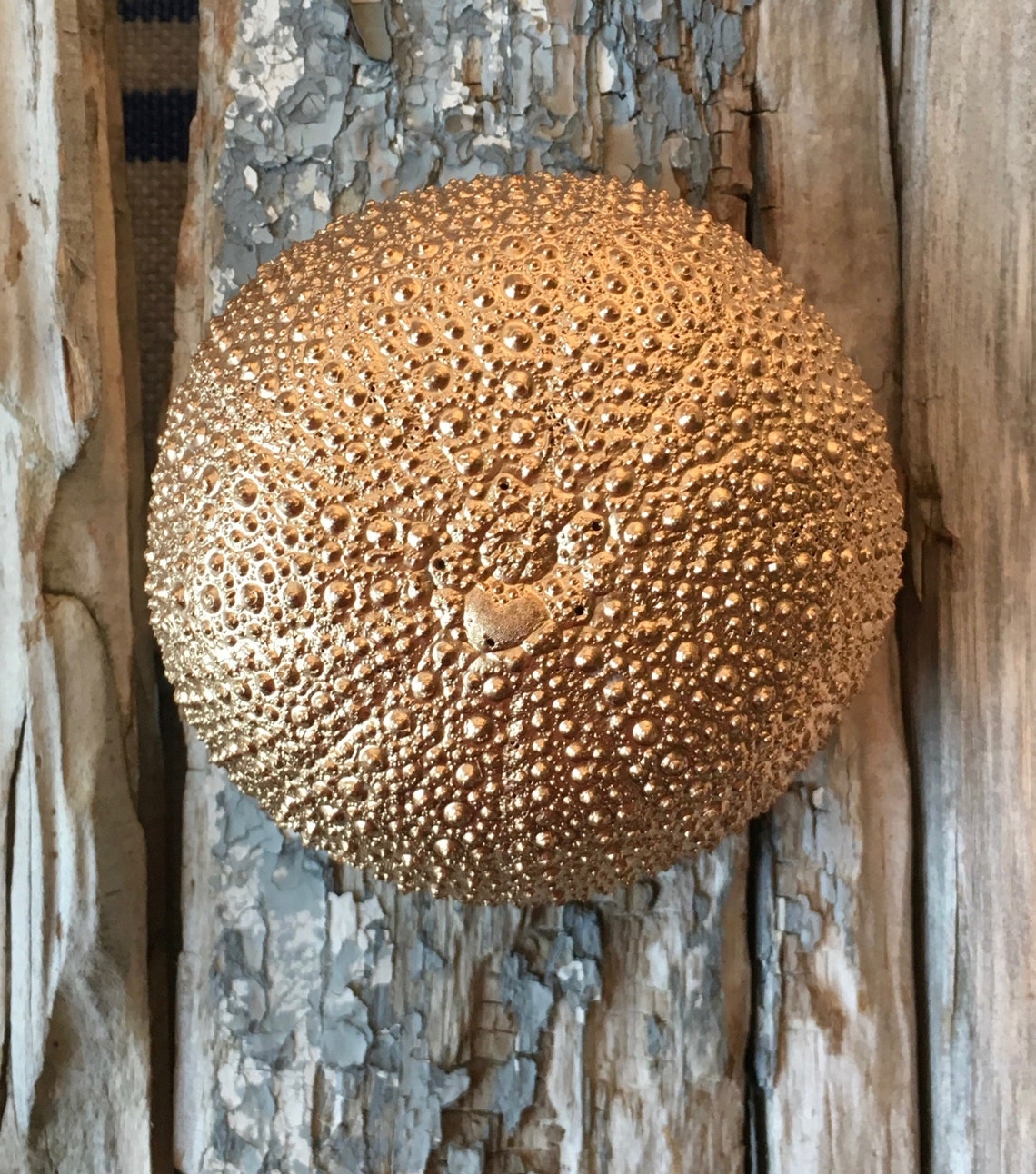 Maine Sea Urchin/Reclaimed Wood/Wall Decor/Kintsugi/Mixed | Etsy