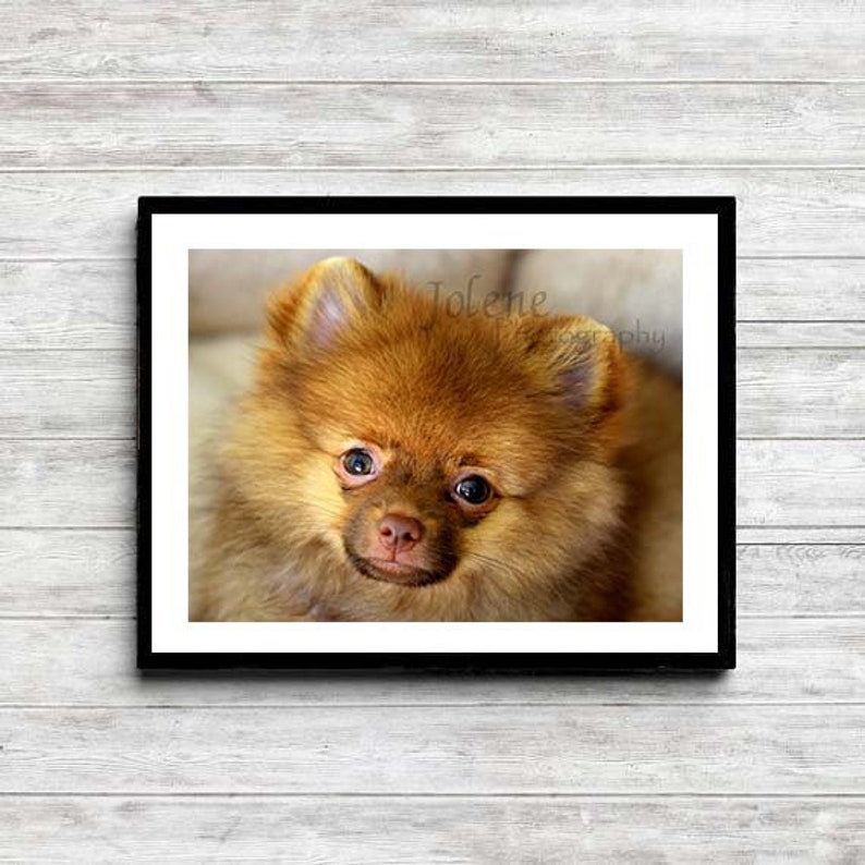 Pomeranian Puppy Photo / Baby Animal Nursery Photo / Child Room Decor image 4