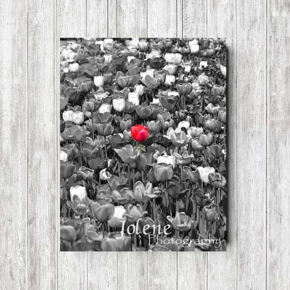 Red Tulip Color Splash Photo Flower Photography Wall Art - Black And White With A Splash Of Red Wall Art Red Tulip Color Splash Photo Flower Photography Wall Art - Black And White With A Splash Of Red Wall Art