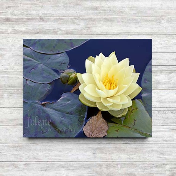 Yellow Water Lily Photo / Flower Photography / Floral Wall Art / Blank Greeting Card