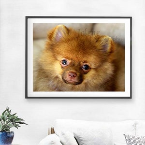 Pomeranian Puppy Photo / Baby Animal Nursery Photo / Child Room Decor image 3