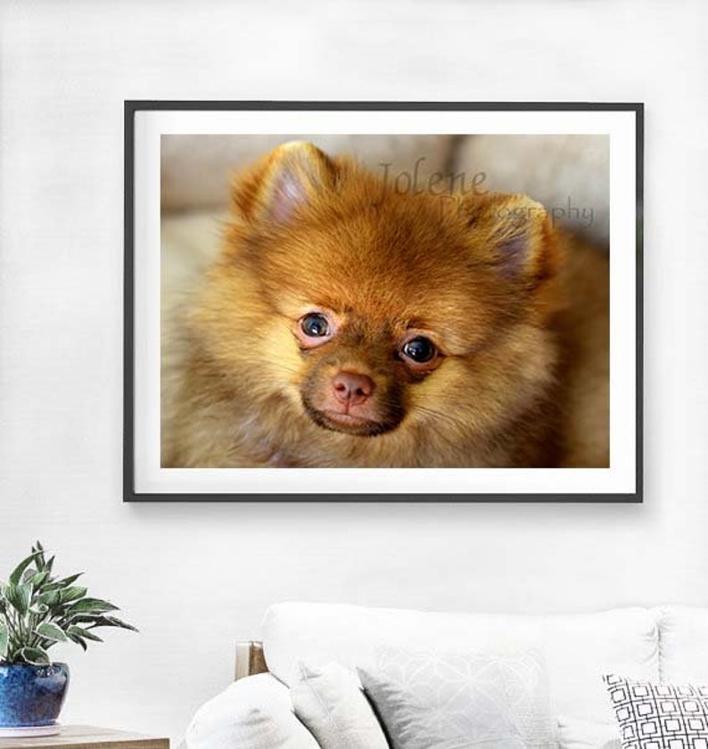 Pomeranian Puppy Photo / Baby Animal Nursery Photo / Child Room Decor image 3