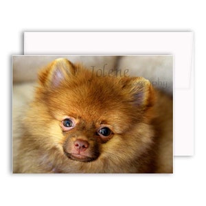 Pomeranian Puppy Photo / Baby Animal Nursery Photo / Child Room Decor image 5