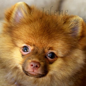 Pomeranian Puppy Photo / Baby Animal Nursery Photo / Child Room Decor image 2