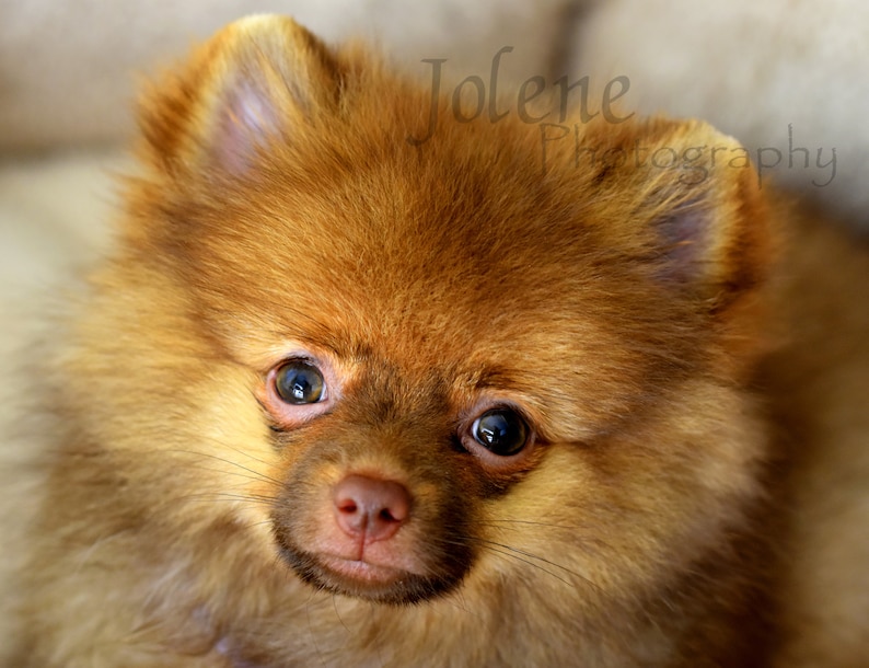 Pomeranian Puppy Photo / Baby Animal Nursery Photo / Child Room Decor image 2