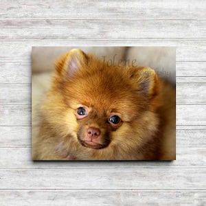 Pomeranian Puppy Photo / Baby Animal Nursery Photo / Child Room Decor image 1
