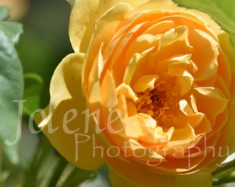 Fine Art Digital Photography Print "Sunny Saffron Yellow Rose"