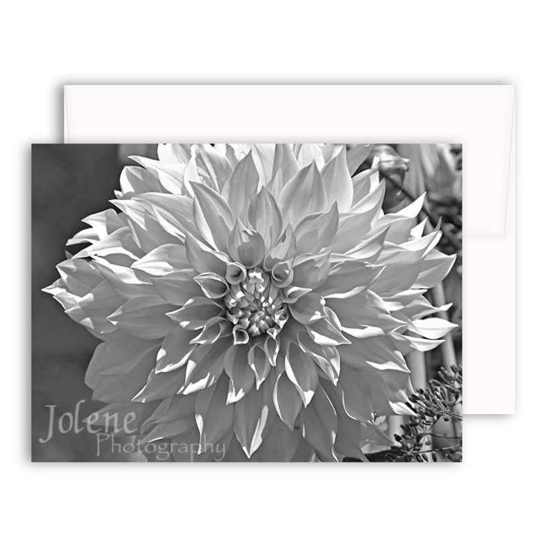 Black amp White Greeting Card Assortment - Il 794xN.1859289140 4uzu 