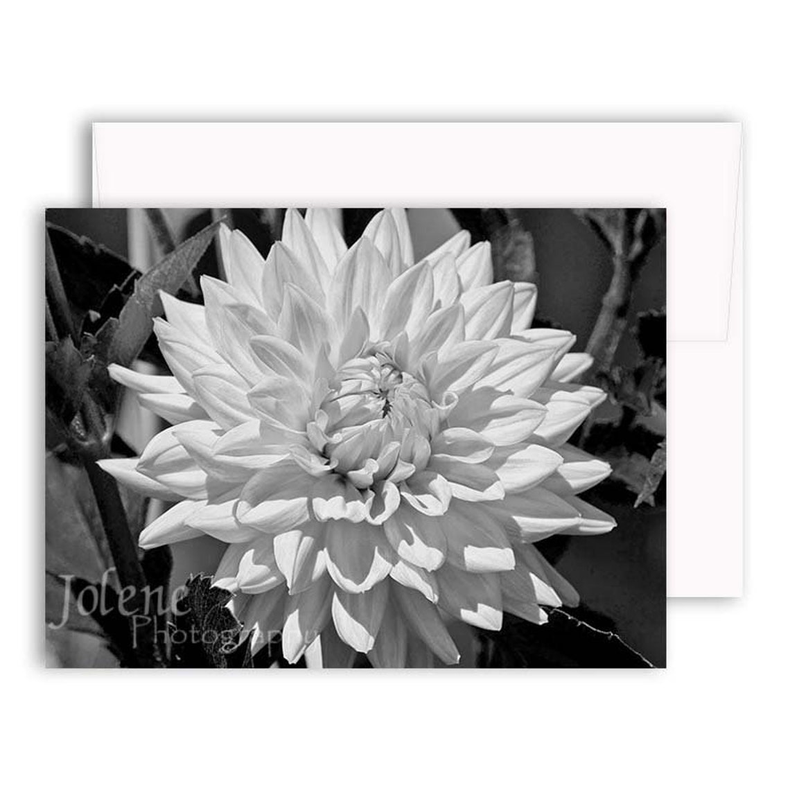 Black &amp; White Greeting Card Assortment / BW Photo Greeting - Etsy