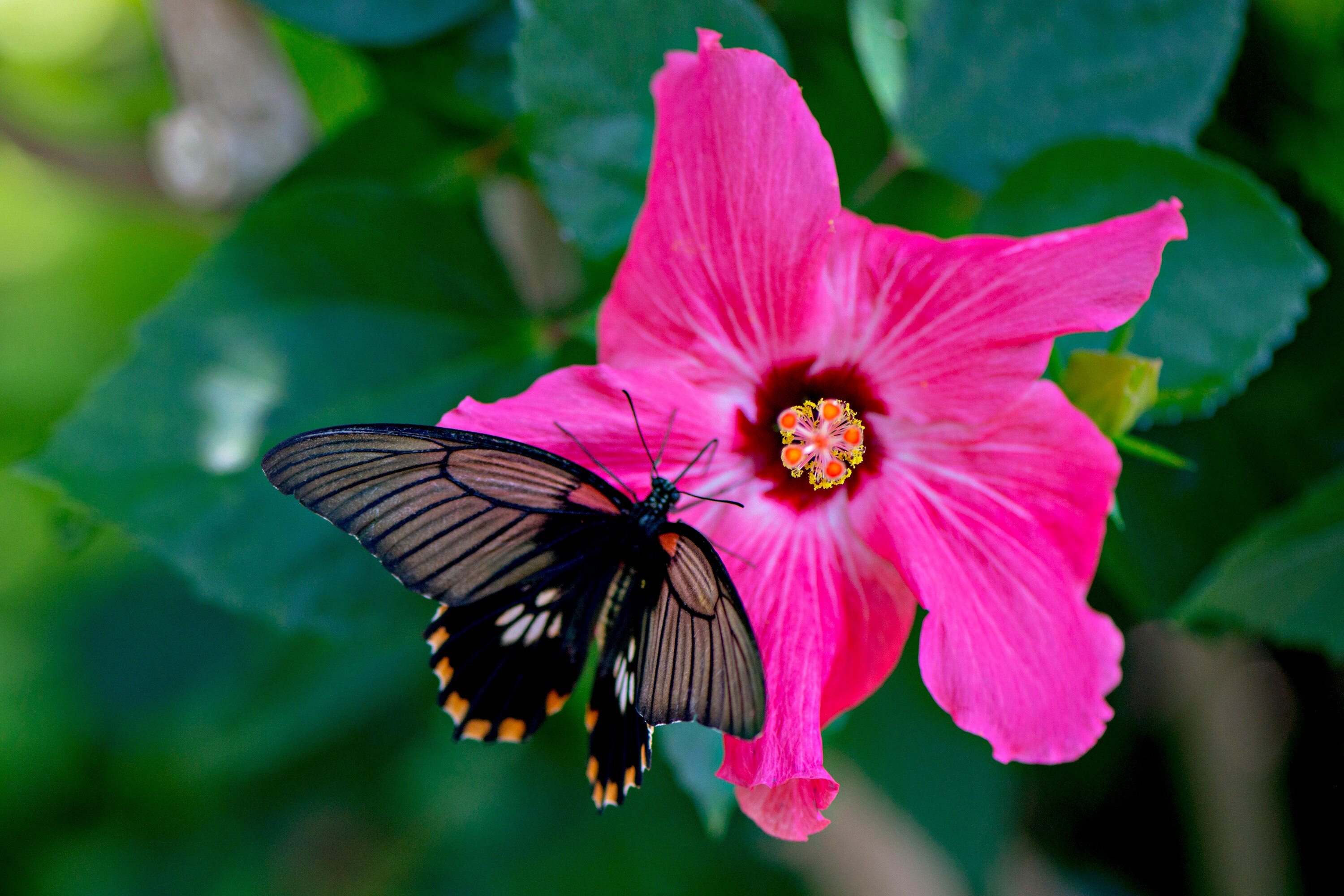 Hibiscus Butterfly Etsy