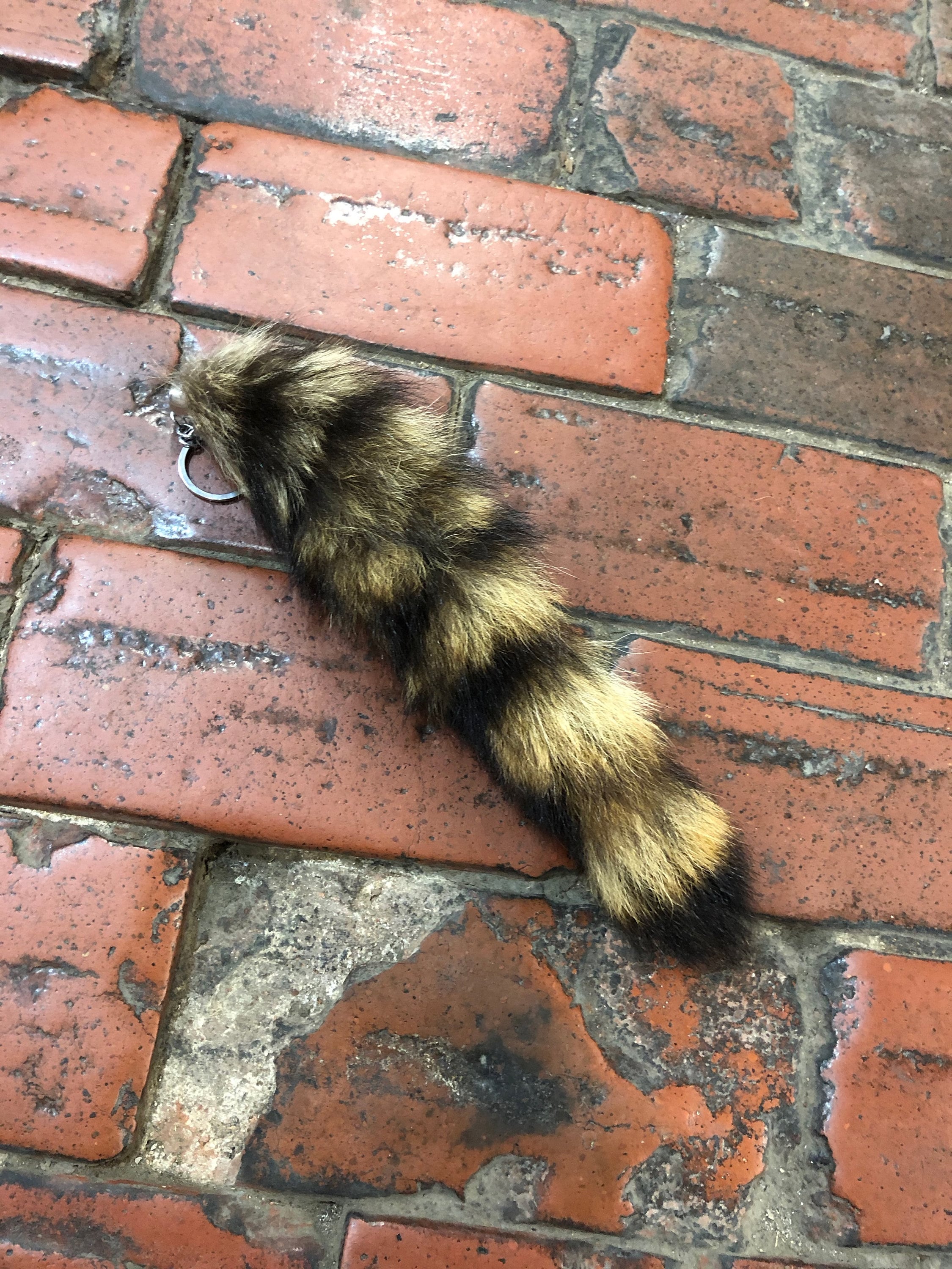 Real Raccoon Tails Raccoon Tail Keychain Taxidermy Etsy