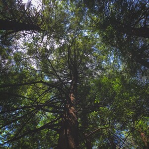 Forest canopy