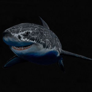 Great White print for Shark Week!