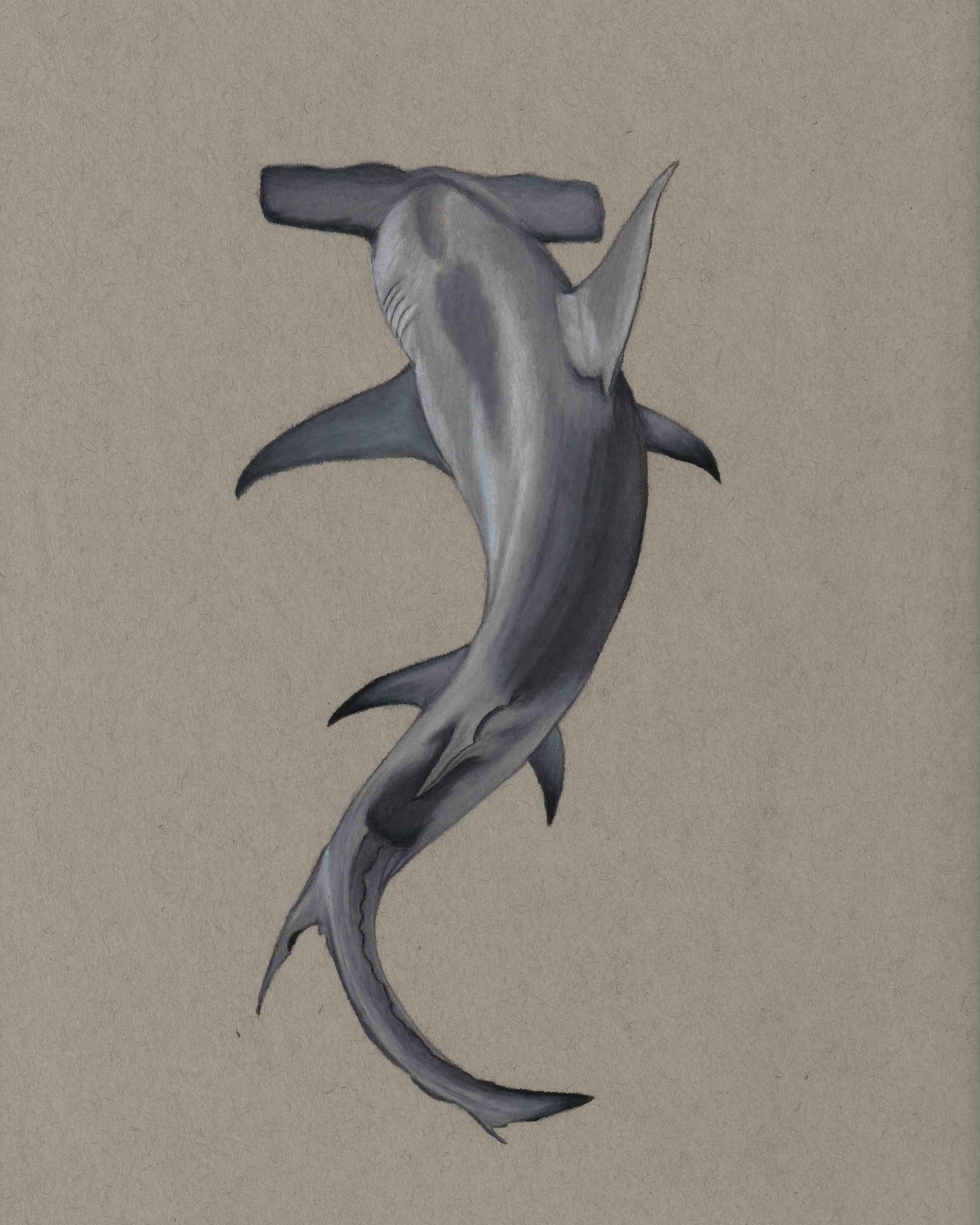 Hammerhead Shark Tekening Print - Etsy België