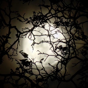 Super Moon Silhouette - color photography print
