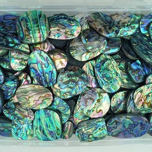 Abalone Shell Cabochon Lot Natürliche Edelsteine für die Schmuckherstellung Großverkauf Lot