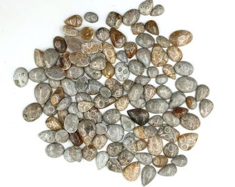 Fossil Coral Handmade  Cabochon Lot Loose Gemstones for Jewelry Making MIX SHAPEWholesale Lot