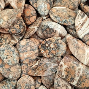 Lot unique de pierres précieuses en vrac de forme mixte en cabochon en jaspe en peau de léopard